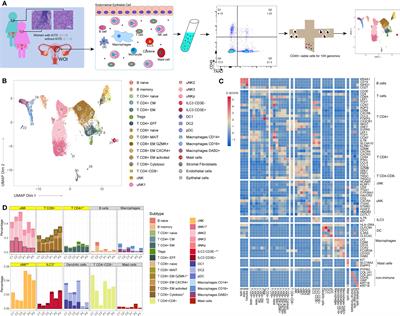 Autoimmune thyroid disease disrupts immune homeostasis in the endometrium of unexplained infertility women—a single-cell RNA transcriptome study during the implantation window